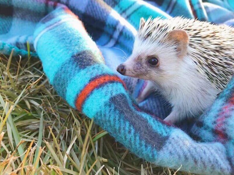 american girl hedgehog