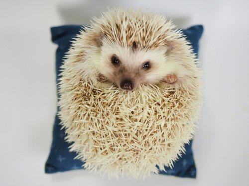 Best Cages For Hedgehog Reviewed In 2020 We Re All About Pets,Bridal Shower Games Pinterest