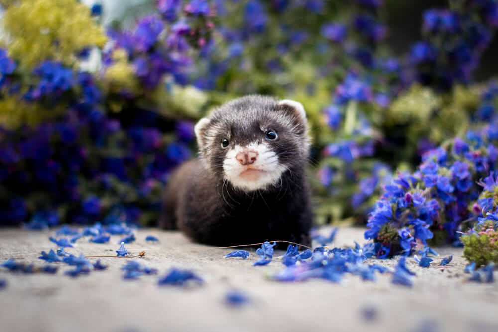 Cute Girl Ferret Names