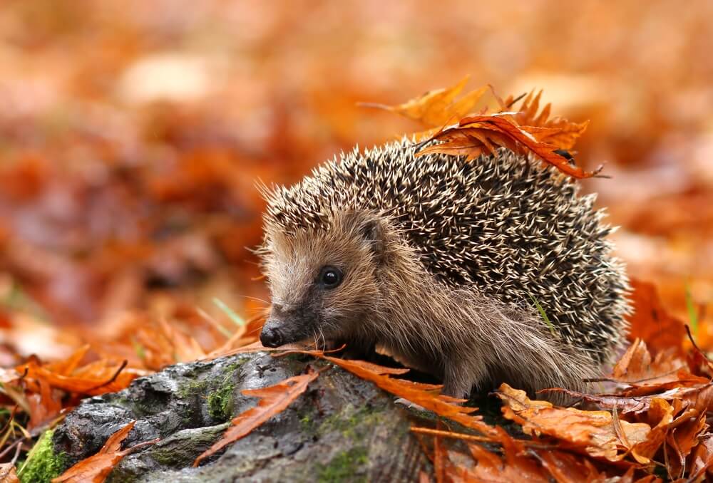 Female Hedgehog