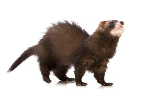 Ferret litter