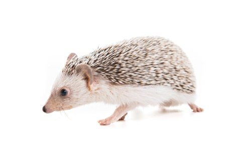 Hedgehog