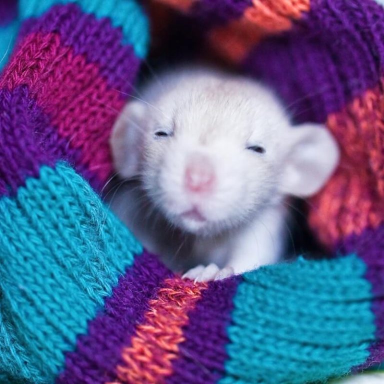 150+ Cute And Unique Boy & Girl Pet Rat Names In 2022 We're All About