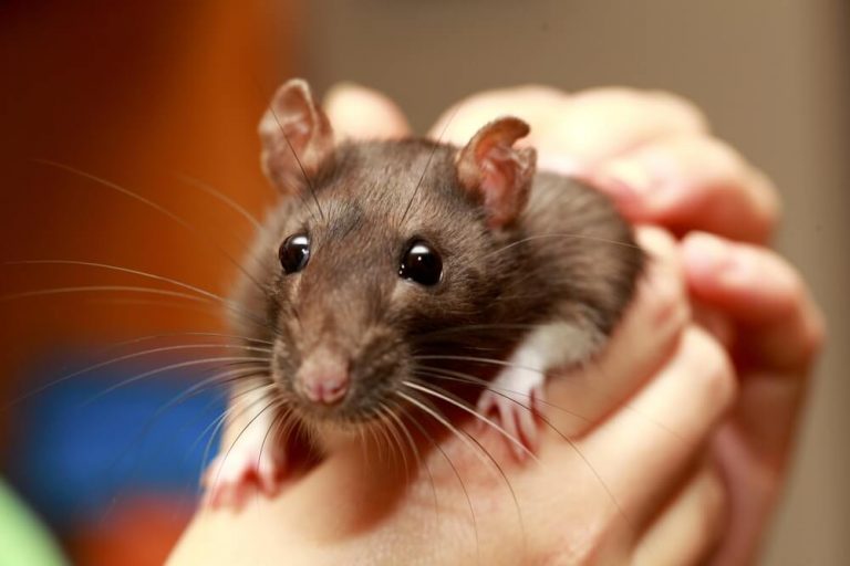 150+ Cute And Unique Boy & Girl Pet Rat Names In 2022 - We're All About ...