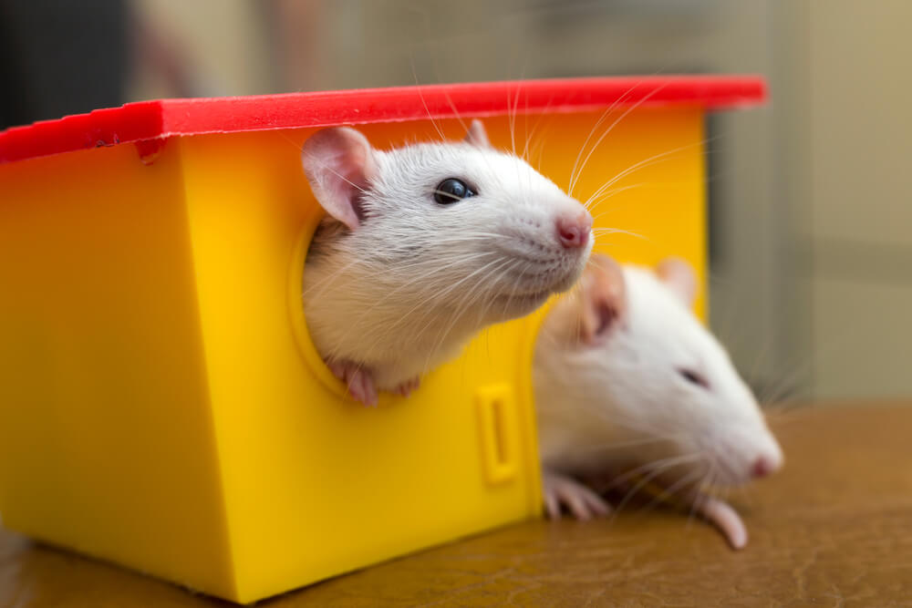 funny pet rat names