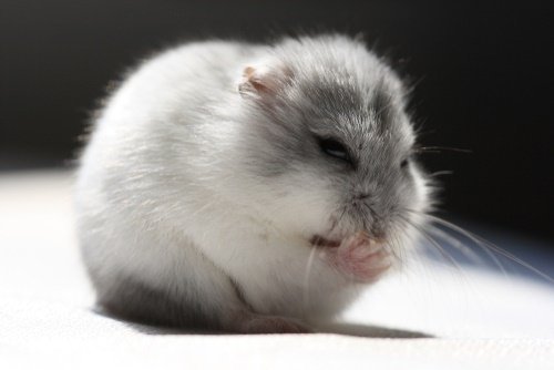 120 Most Popular Girl Hamster Names We Re All About Pets