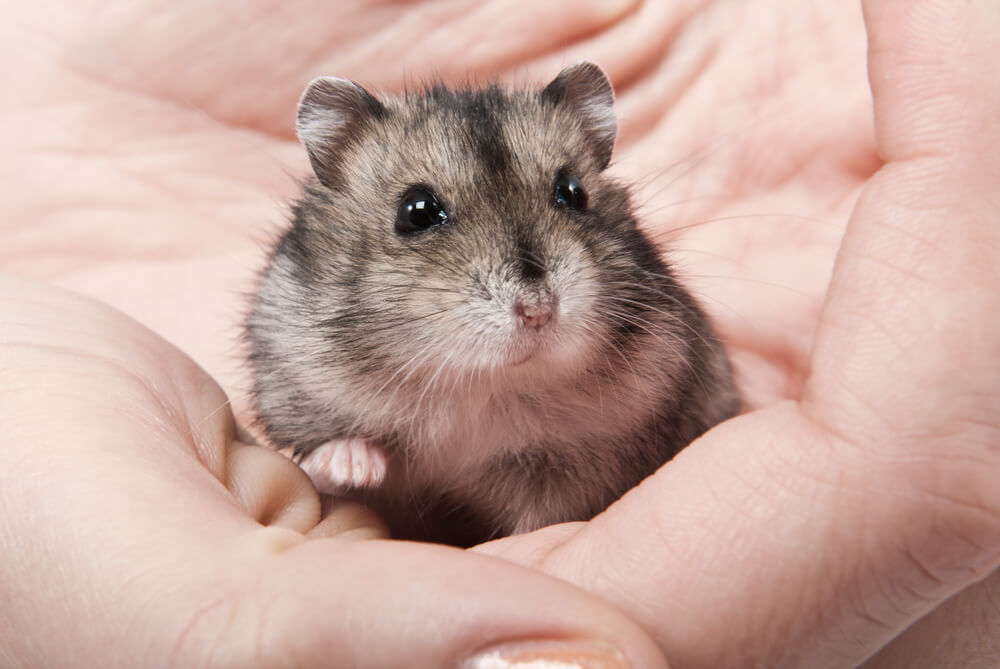 cute dwarf hamster