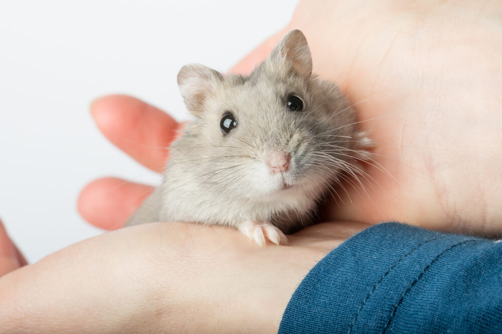 295 Cute & Funny Hamster Name Ideas With Meanings - We're All About Pets