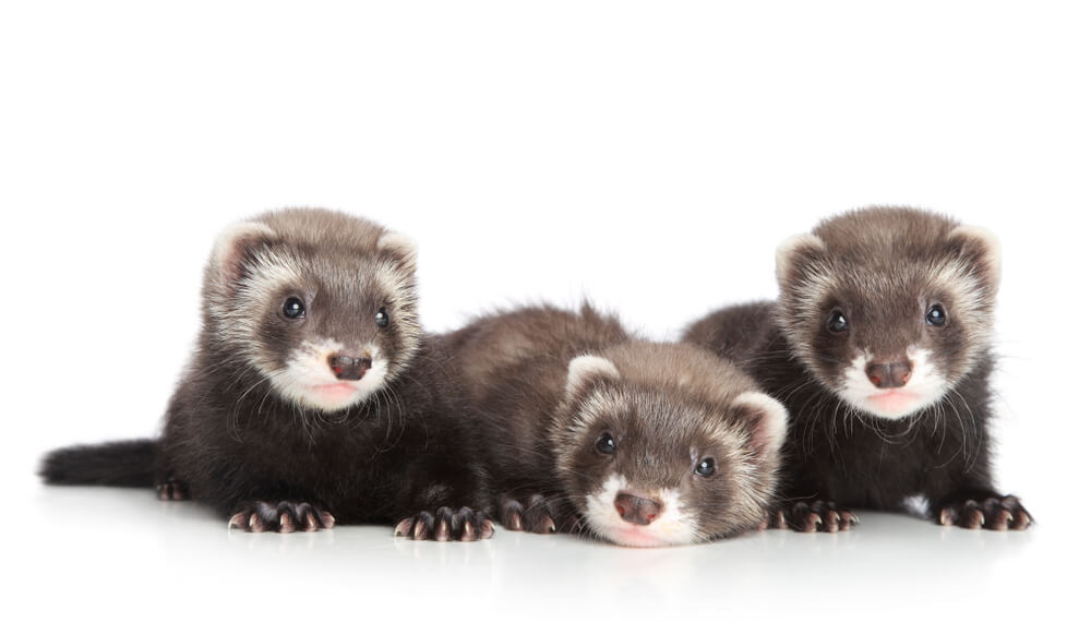 155 Most Popular Ferret Name Ideas &amp; Meanings We�re All