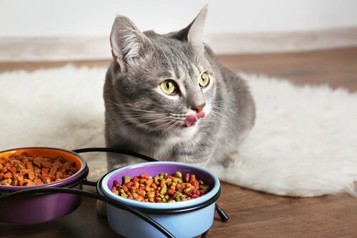cat food hyperthyroidism