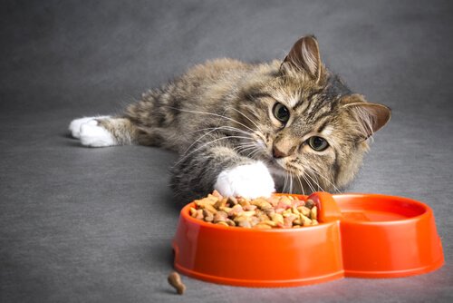 cat food Pancreatitis