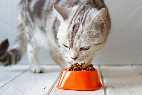 senior cat best cat food