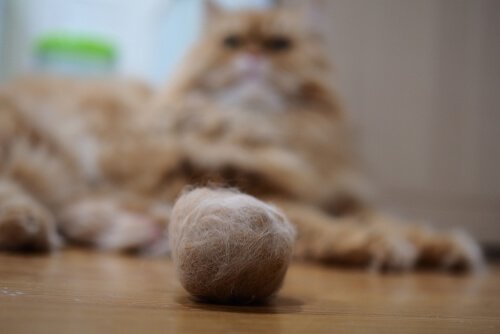 hairball control