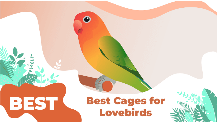 lovebird cages