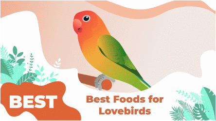 LOVEBIRDS Food