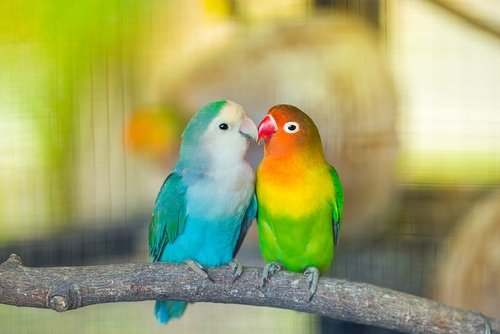 Lovebirds