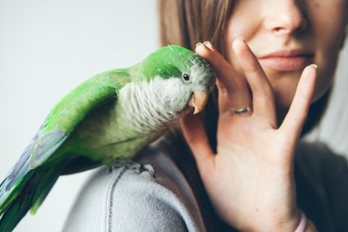 140 Best Funny Cute Parrot Names In 21 We Re All About Pets