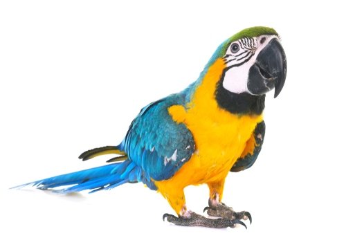 140 Good Parrot Names In 2023 - We're All About Pets