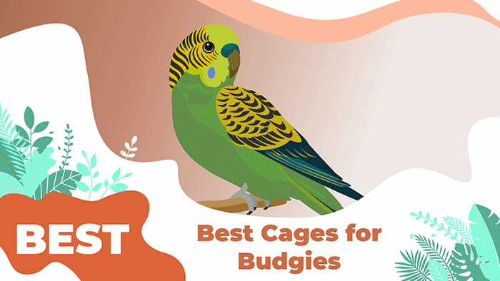 budgies cages