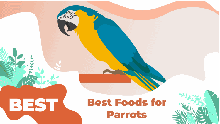 parrot food