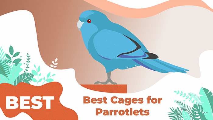 parrotlets c