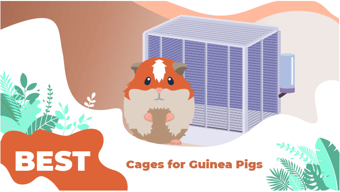 best cage guinea foods