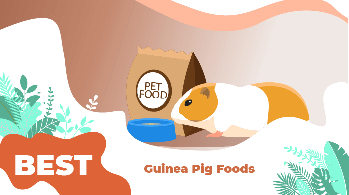 best guinea pigs food