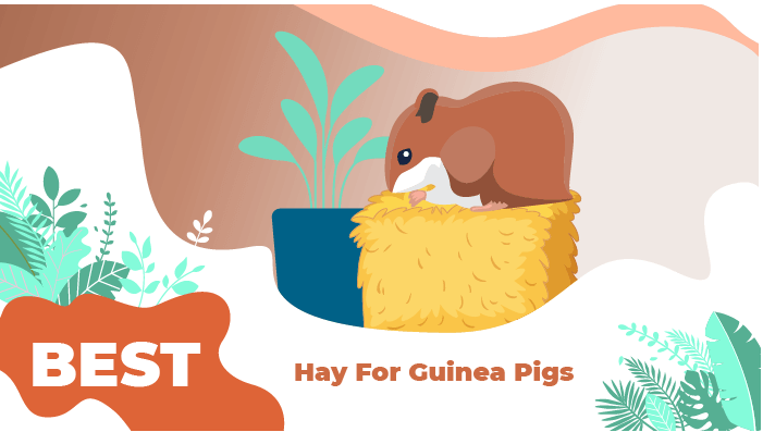 best hay for guinea pigs