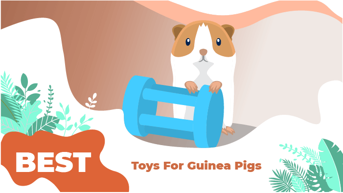 best toys guinea pigs