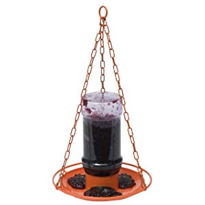 The 5 Best Bird Feeders For Orioles In 2020 We Re All About Pets