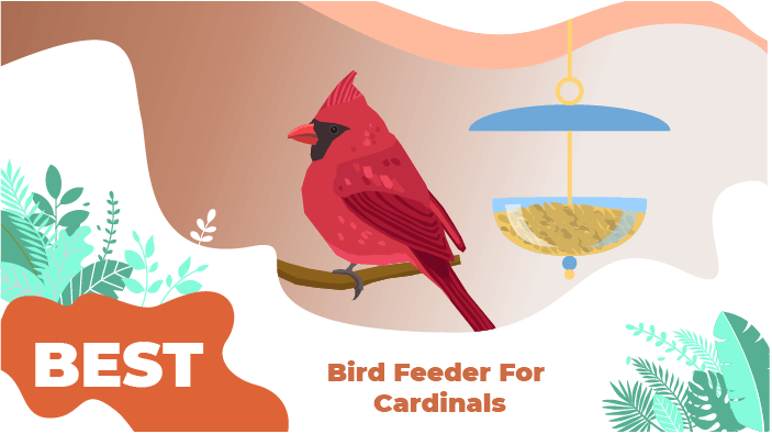 best cardinal feeders