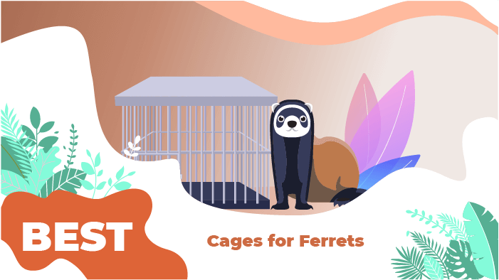 Best Cages for Ferrets
