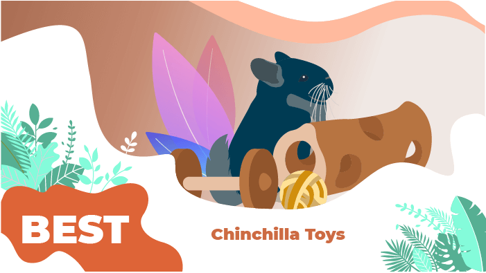 chinchilla toys