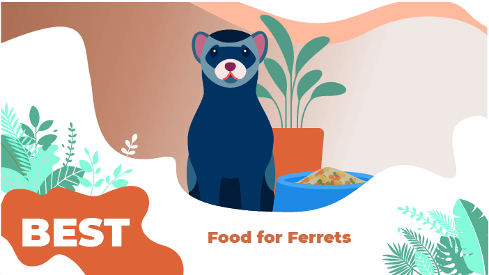 ferret food