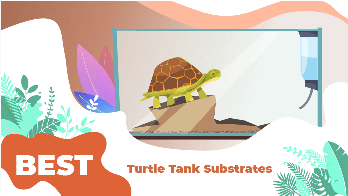 best turtle tank