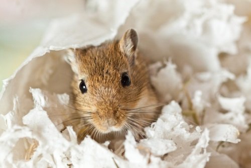 Bedding for Gerbils