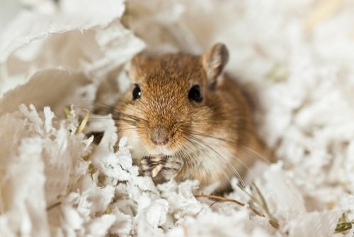Gerbils