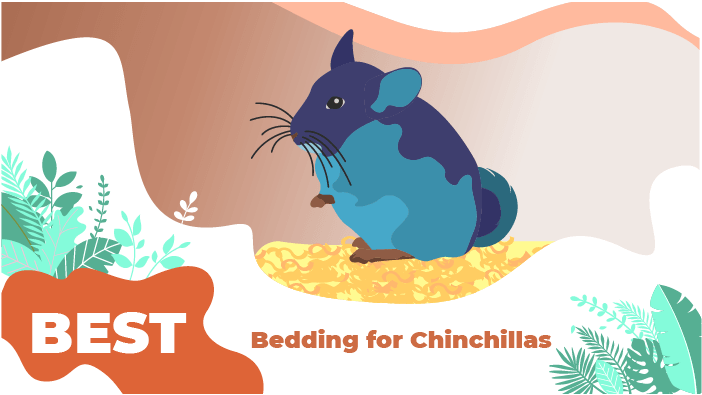 bedding chinchilla