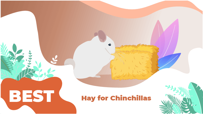 best hay chinchilla