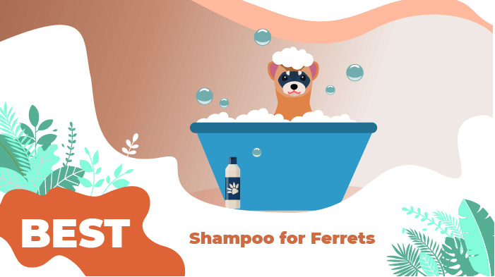 Best Shampoo for Ferrets Best Shampoo for Ferrets
