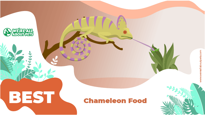 chameleon food