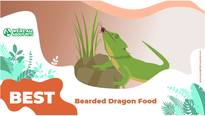 food dragon