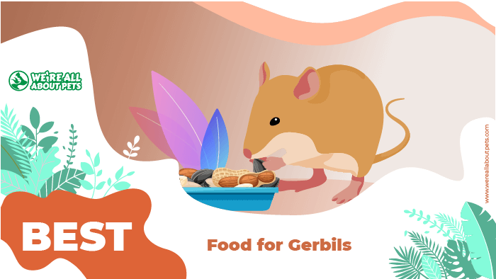 gerbil food
