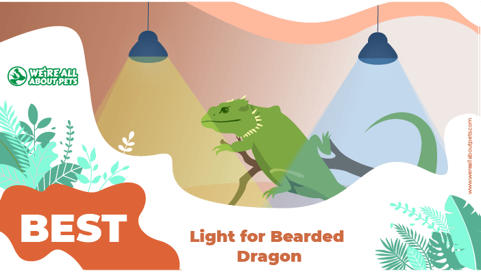 Best Basking Light For Bearded Dragons Complete Guide Bearded Dragon Heat Lamp Reptile Heat Lamp Bearded Dragon