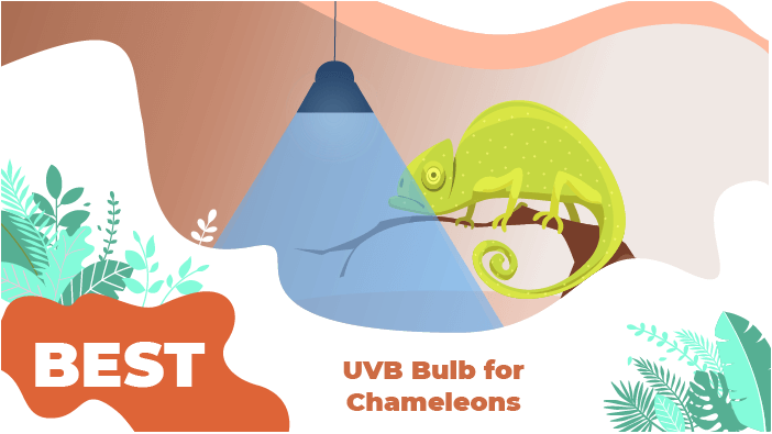 uvb bulb chameleon