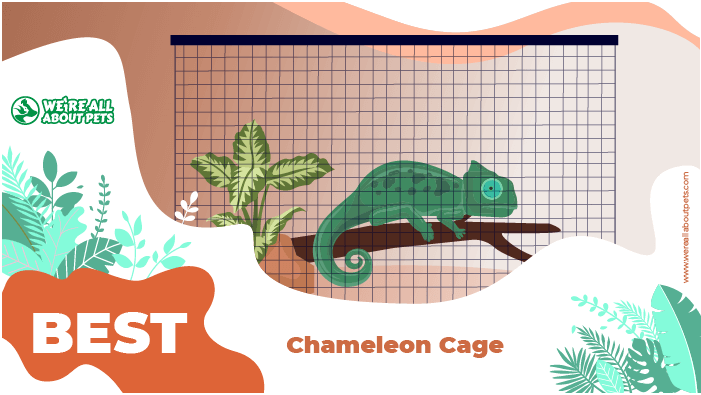 chameleon cage