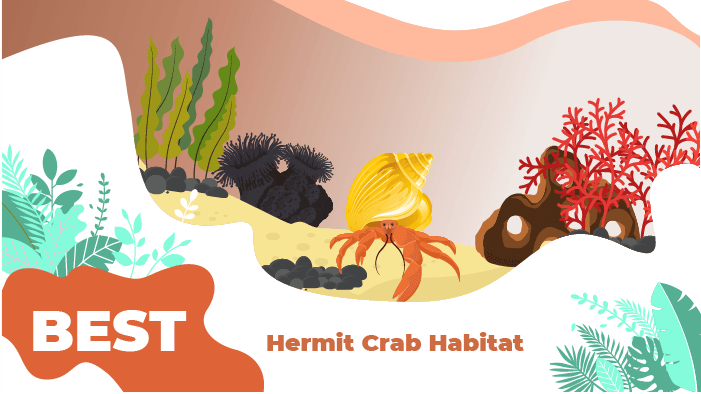 hermit crab habitat
