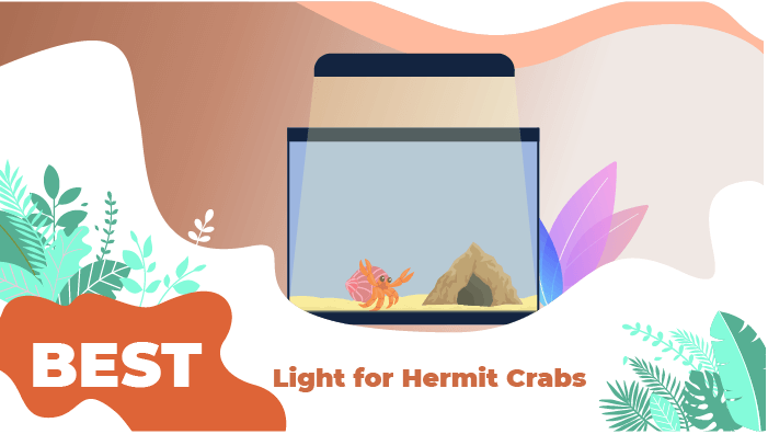 hermit light
