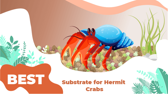 hermit substrate