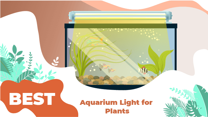 light for plants